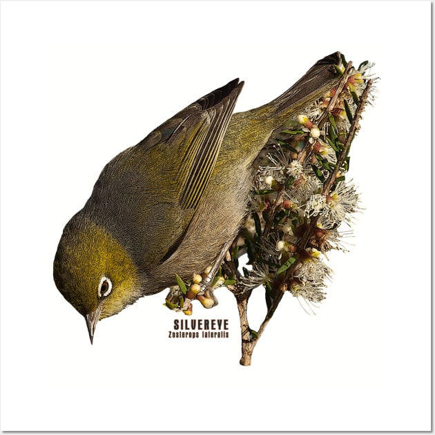 Silvereye_01C Wall Art by seadogprints